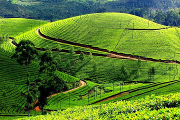 Cochin – Munnar (130 Km)